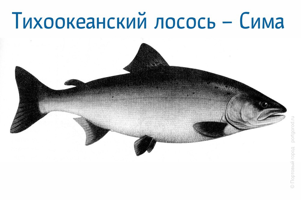 Сима